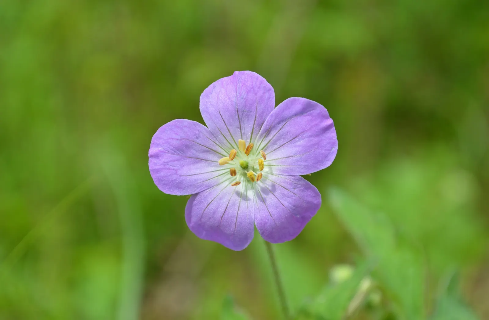 Wild Geranium (Geranium Maculatum) — This North American native thrives in USDA zones 3-8; despite these preferences, image 51