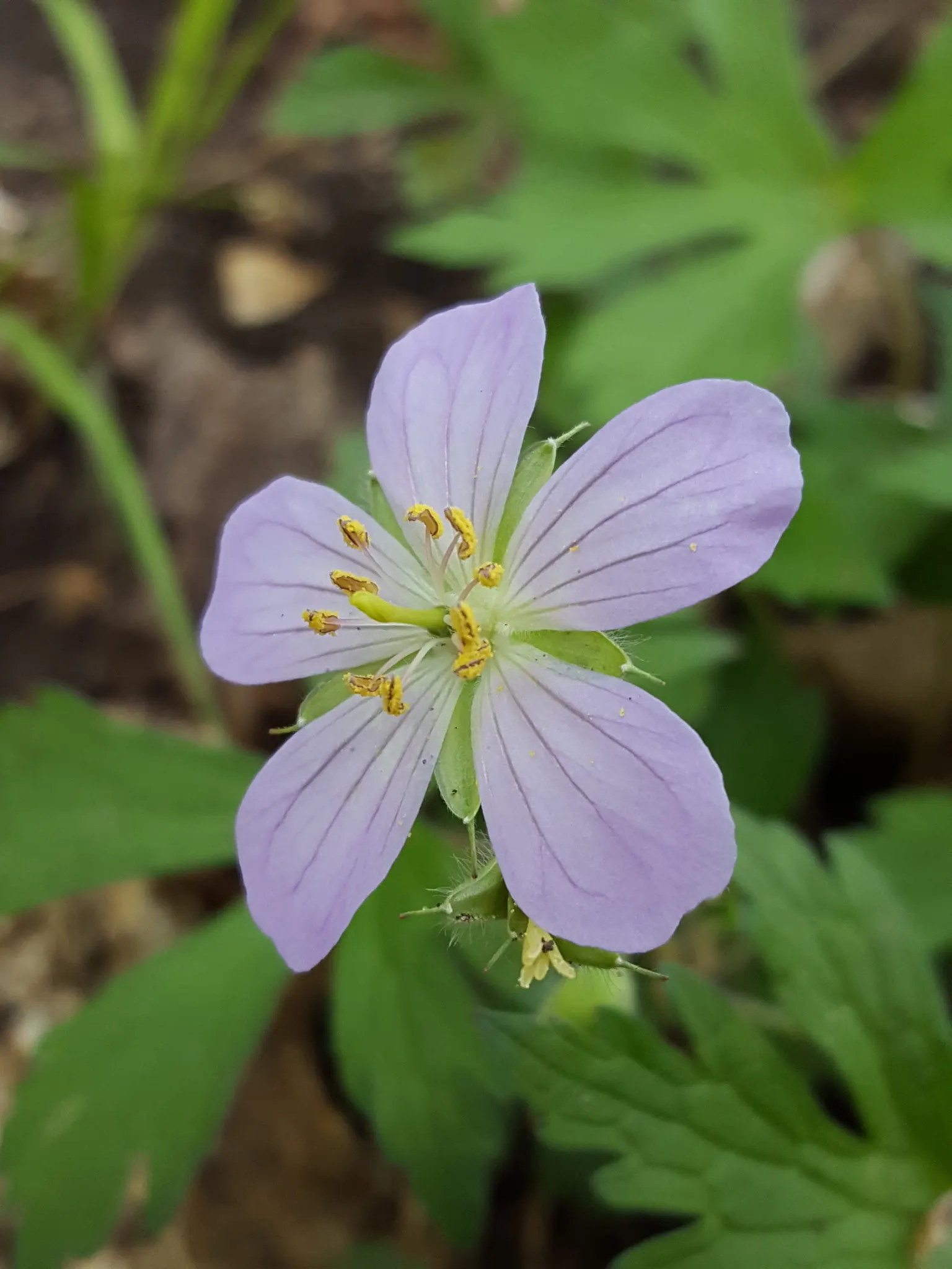 Wild Geranium (Geranium Maculatum) — pink flowers in the garden