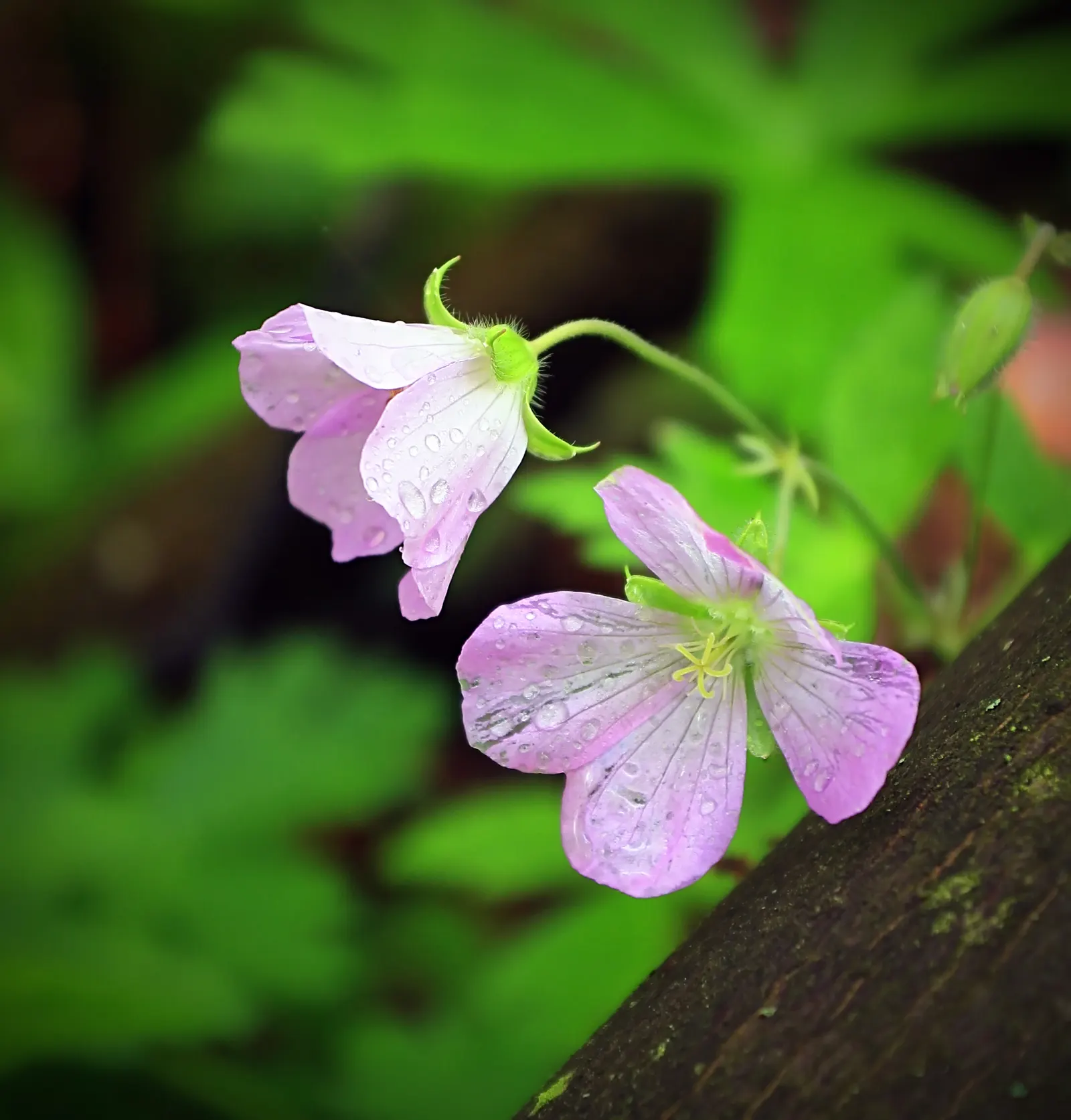 Wild Geranium (Geranium Maculatum) — perennial with pink blooms; mature plants reach a stately height of about 18 to 24 inches, image 71