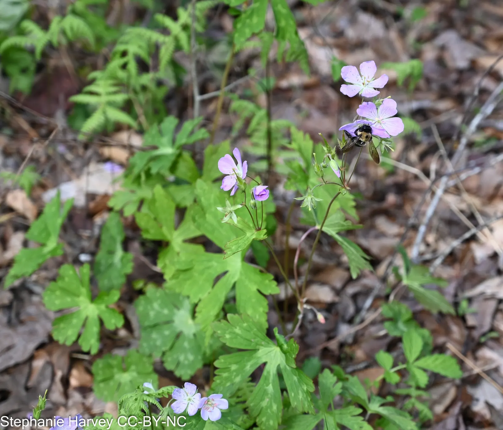 Wild Geranium (Geranium Maculatum) — Mature plants reach a stately height of about 18 to 24 inches