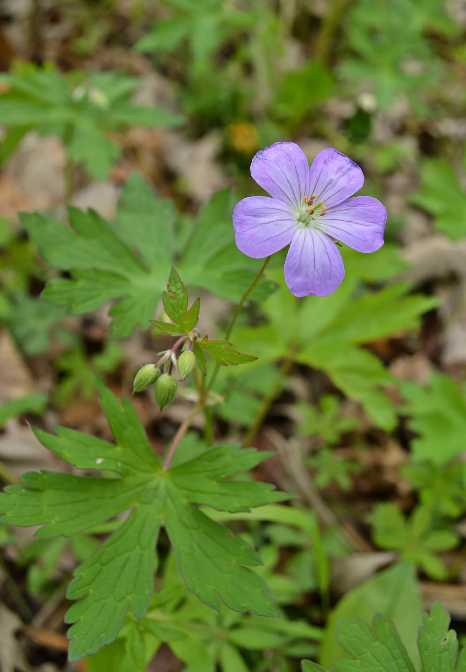 Wild Geranium (Geranium Maculatum) — the Wild Geranium prefers rich; measure between 1 to 1.5 inches across and are borne in loose clusters atop, image 88