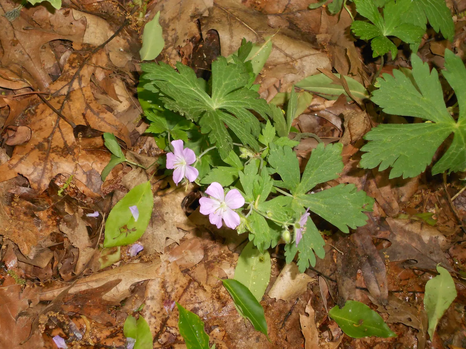 Wild Geranium (Geranium Maculatum) — perennial for full or half; geranium maculatum is an attractive, image 72