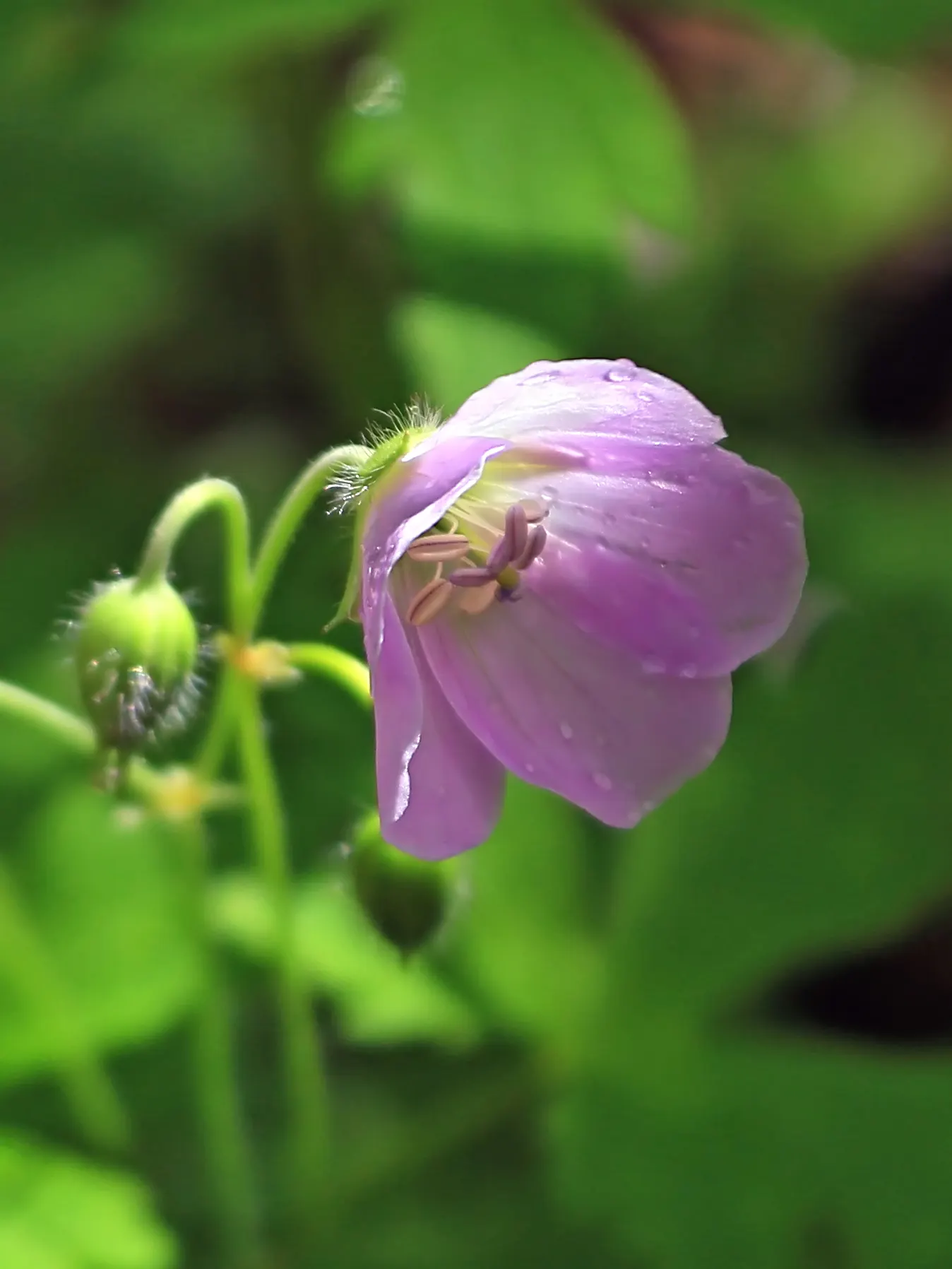 Wild Geranium (Geranium Maculatum) — well-drained soil with an organic layer that imitates its forest floor origins; further enhances its appeal, image 65