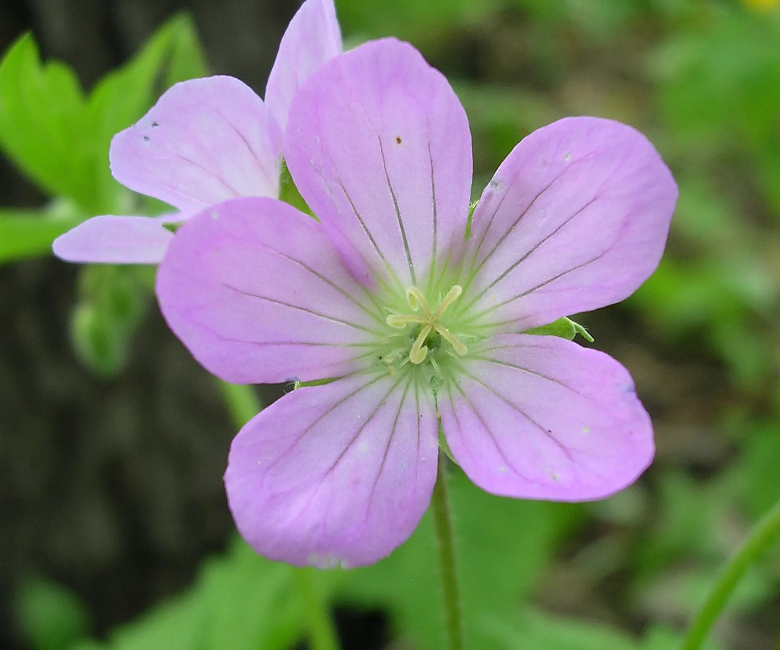 Wild Geranium (Geranium Maculatum) — hence the species' epithet.<br><br>Come spring