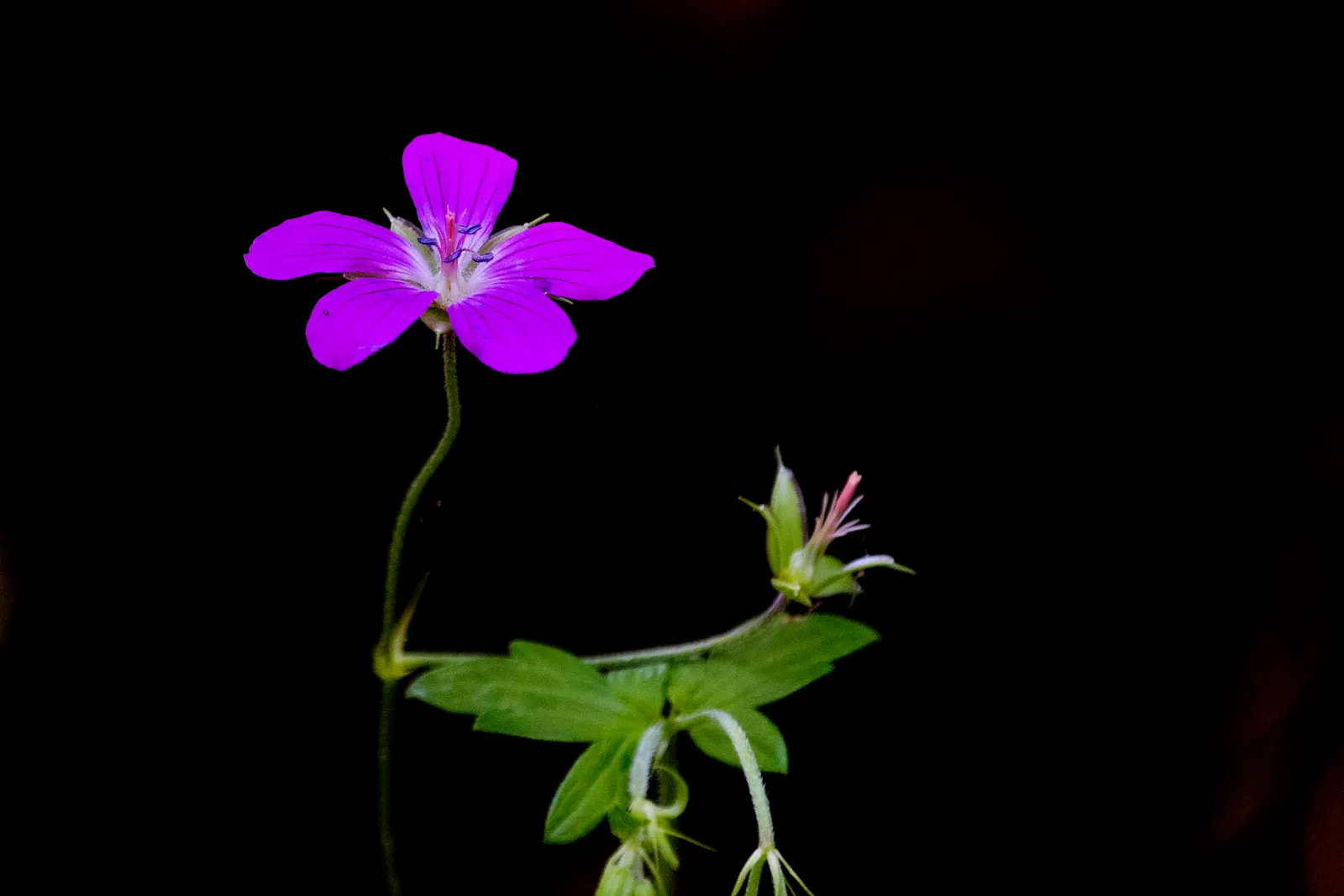 Wild Geranium (Geranium Maculatum) — This hardy plant sports deeply lobed leaves, with a palmate shape that spans roughly 4 to 6 inches across; its, image 80