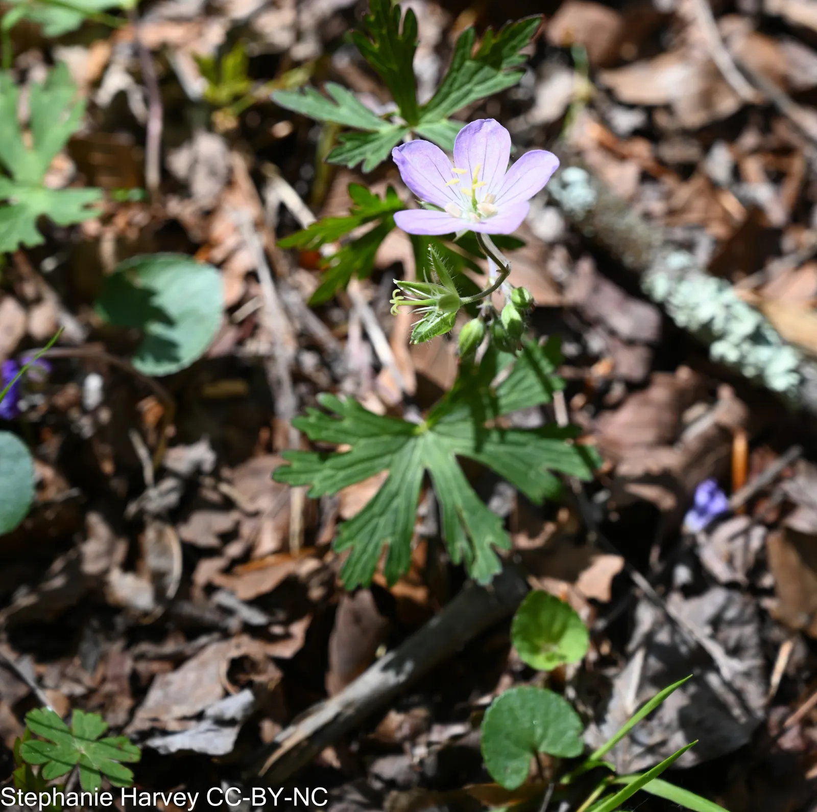 Wild Geranium (Geranium Maculatum) — Despite these preferences; this North American native thrives in USDA zones 3-8, image 114