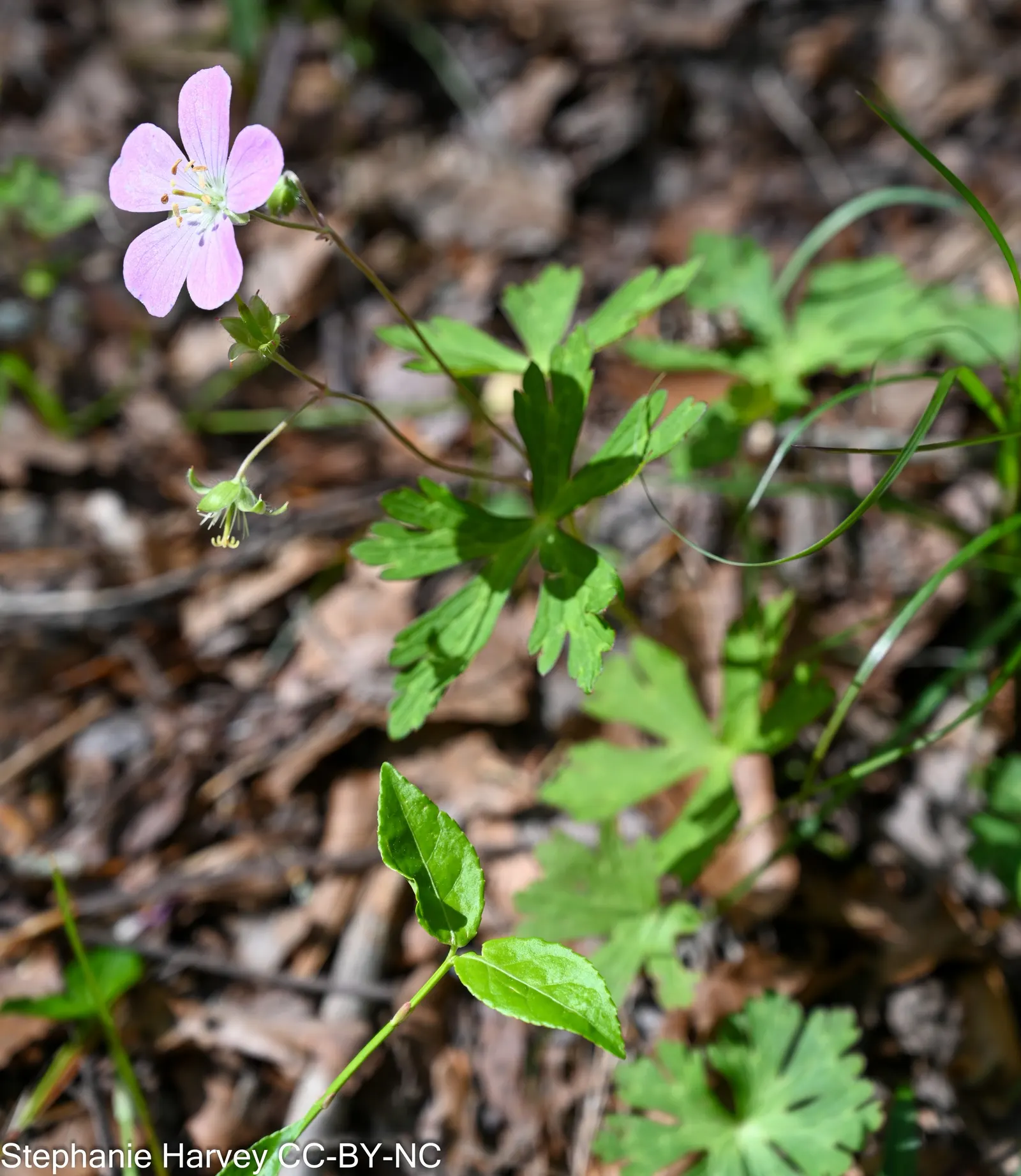 Wild Geranium (Geranium Maculatum) — casual feel to garden beds and borders.<br><br>Thriving best in partial shade; is a charming perennial native, image 111