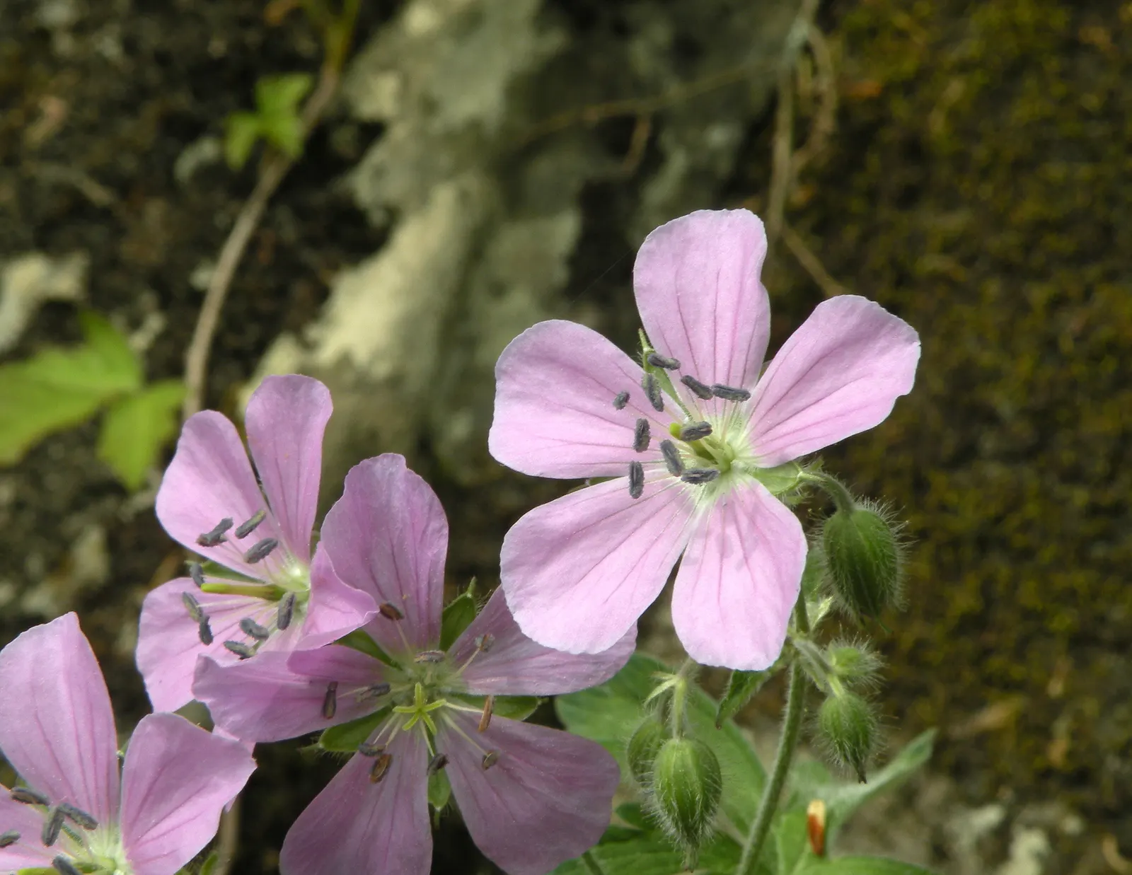 Wild Geranium (Geranium Maculatum) — it also exhibits considerable drought tolerance once established; hence the species' epithet.<br><br>Come, image 115