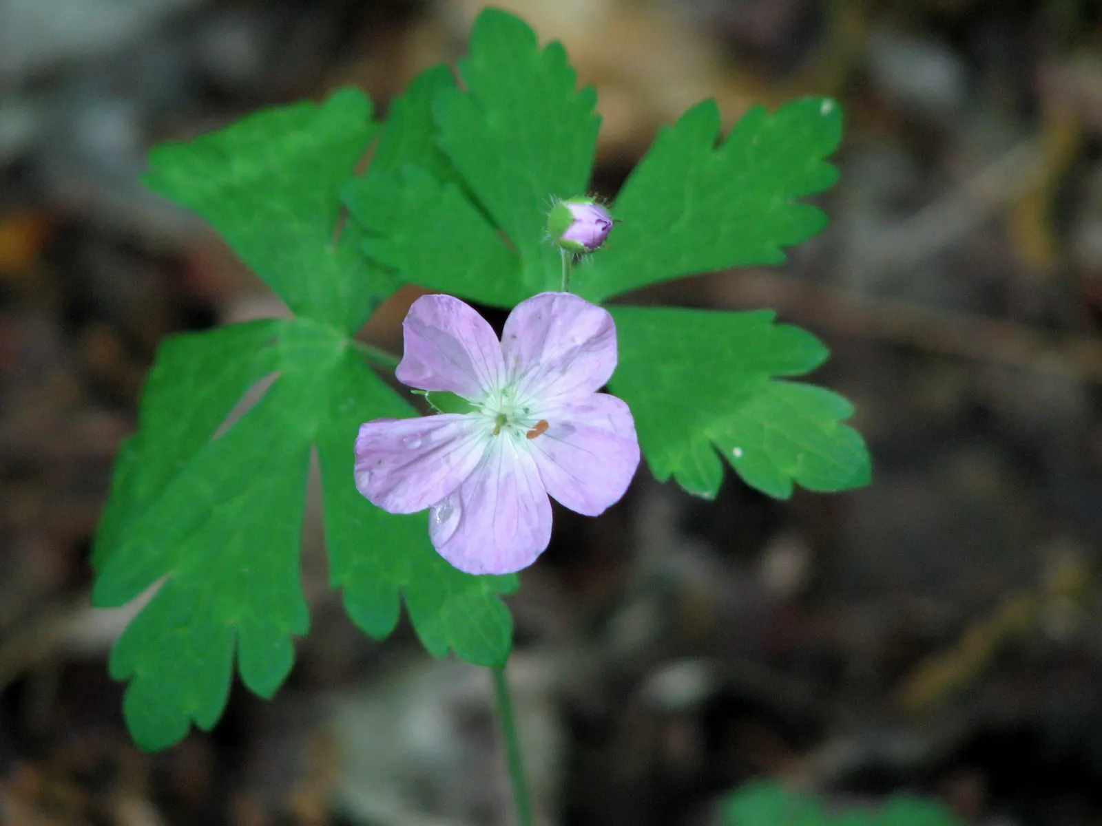Wild Geranium (Geranium Maculatum) — Its clumping habit and foliage, which turns red in fall, make it an attractive ground cover option; this hardy, image 53