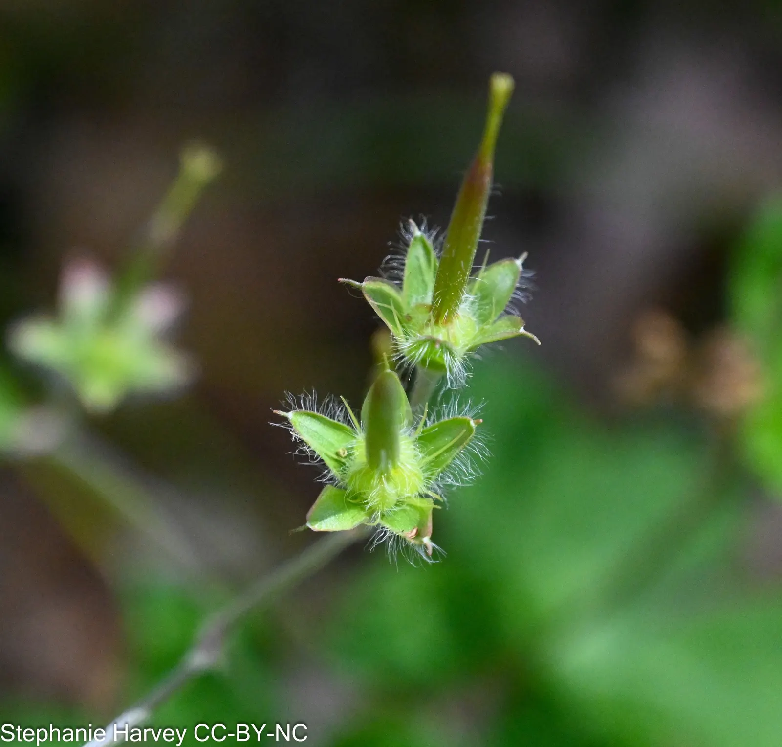 Wild Geranium (Geranium Maculatum) — flourishing in USDA zones 3 through 8; pink flowers in the garden, image 103