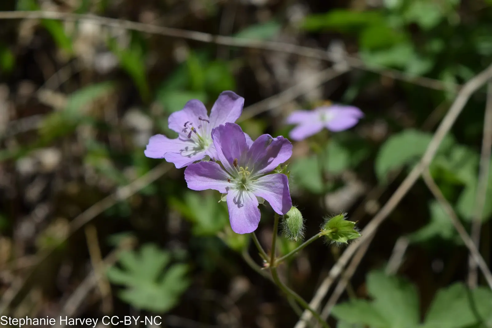 Wild Geranium (Geranium Maculatum) — measure between 1 to 1.5 inches across and are borne in loose clusters atop erect; the Wild Geranium prefers, image 85