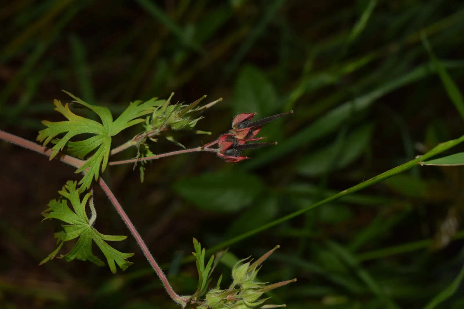 Wild Geranium (Geranium Maculatum) — further enhances its appeal; well-drained soil with an organic layer that imitates its forest floor origins, image 92
