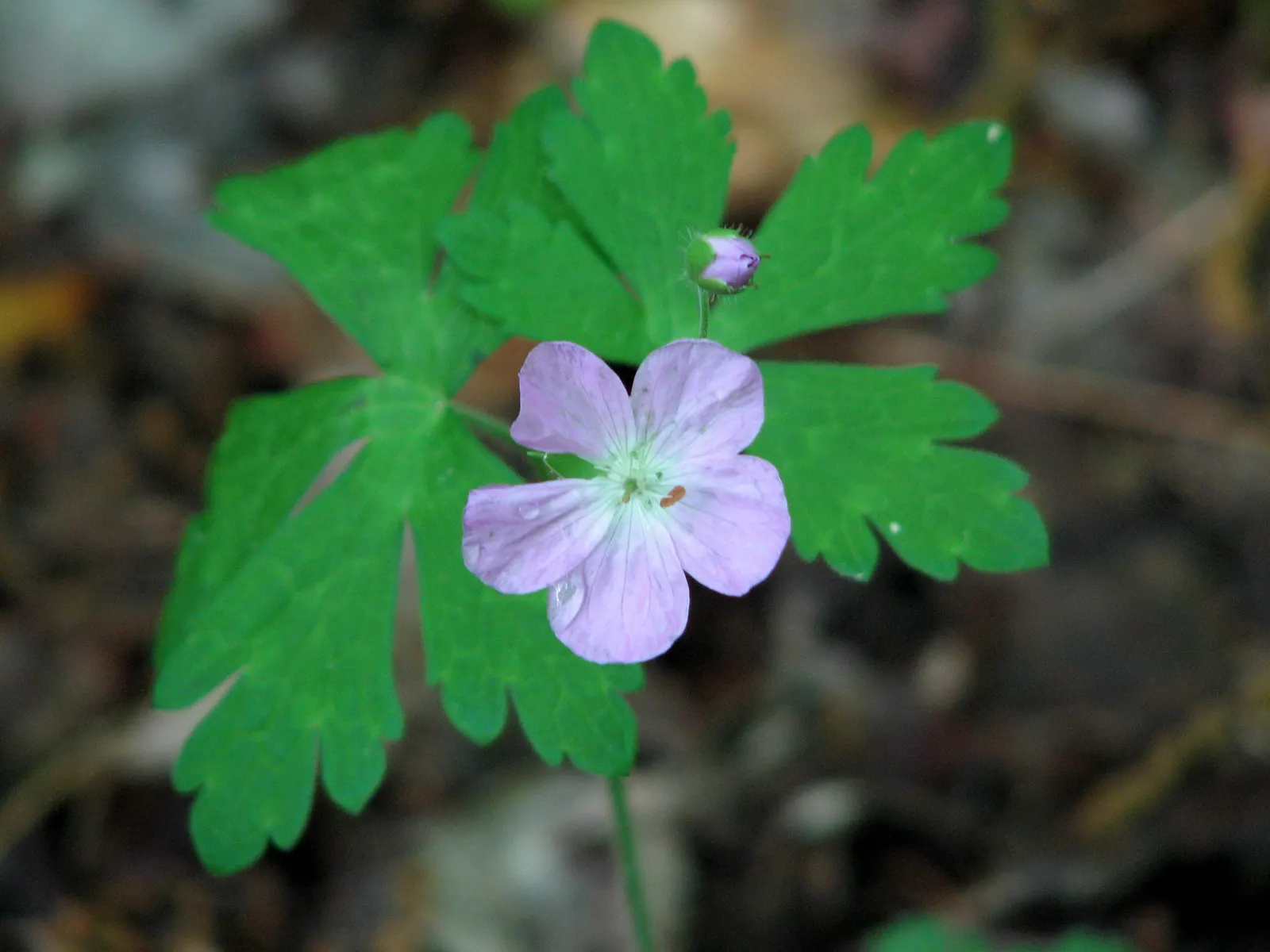 Wild Geranium (Geranium Maculatum) — the Wild Geranium prefers rich; measure between 1 to 1.5 inches across and are borne in loose clusters atop, image 64