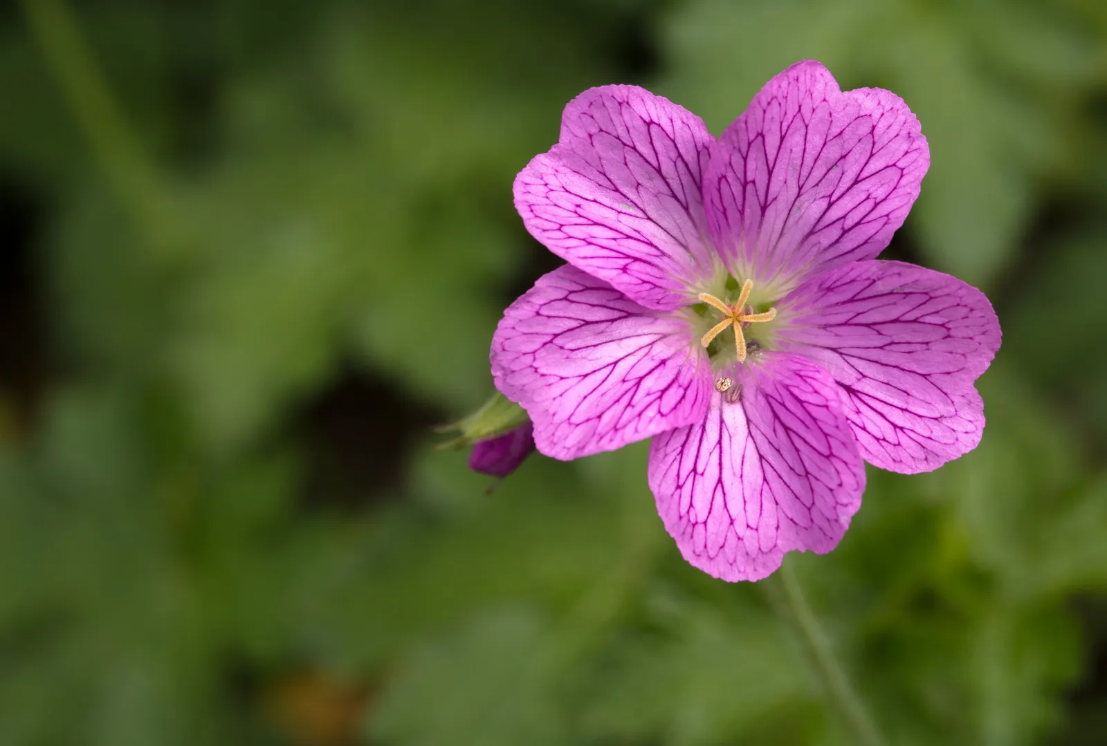 Wild Geranium (Geranium Maculatum) — ranging in hue from soft lavender to vivacious pink; each leaf is marked with distinctive characteristics, image 60