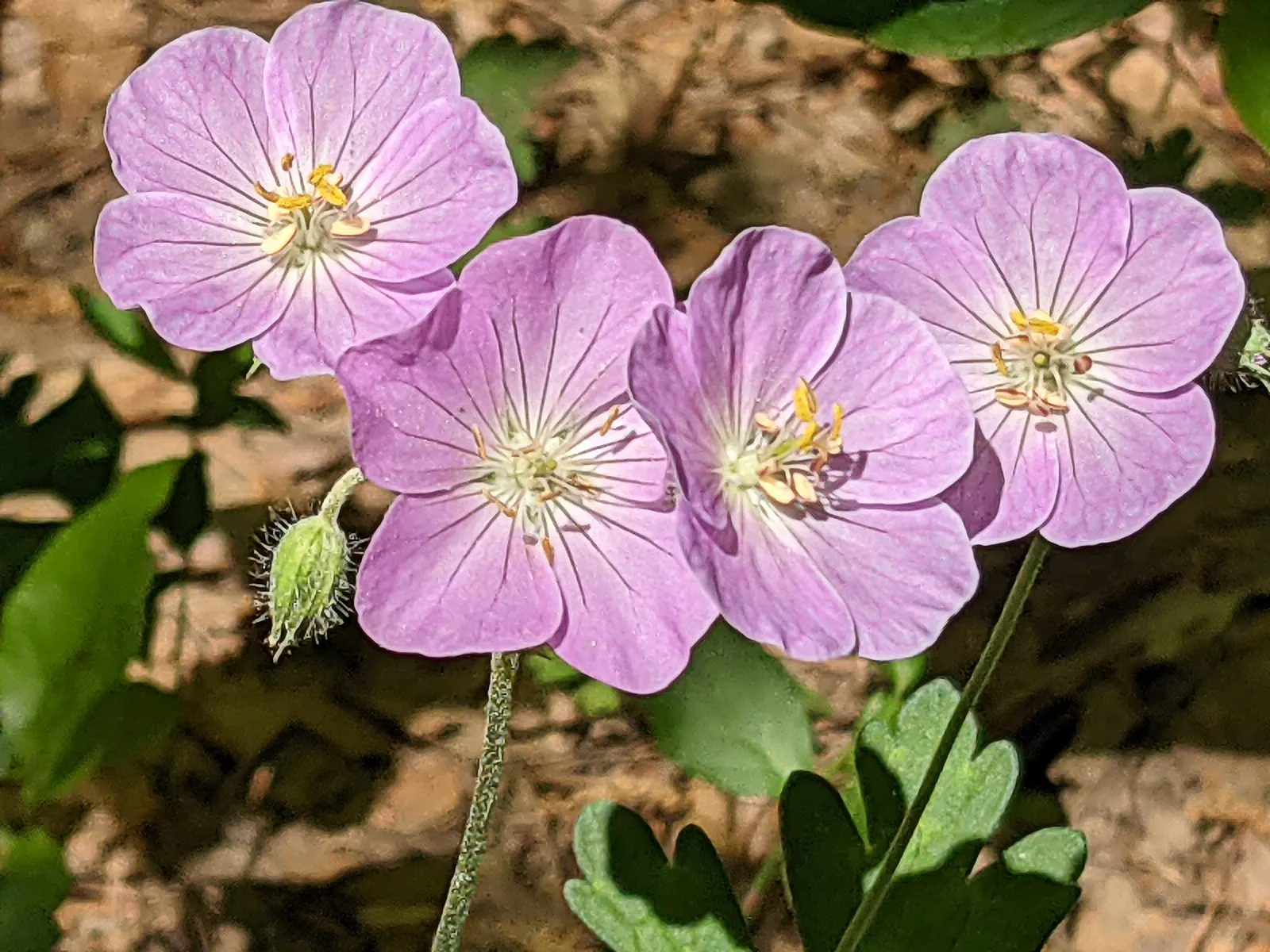 Wild Geranium (Geranium Maculatum) — casual feel to garden beds and borders.<br><br>Thriving best in partial shade