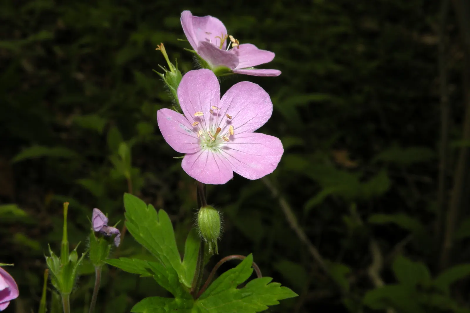Wild Geranium (Geranium Maculatum) — ranging in hue from soft lavender to vivacious pink