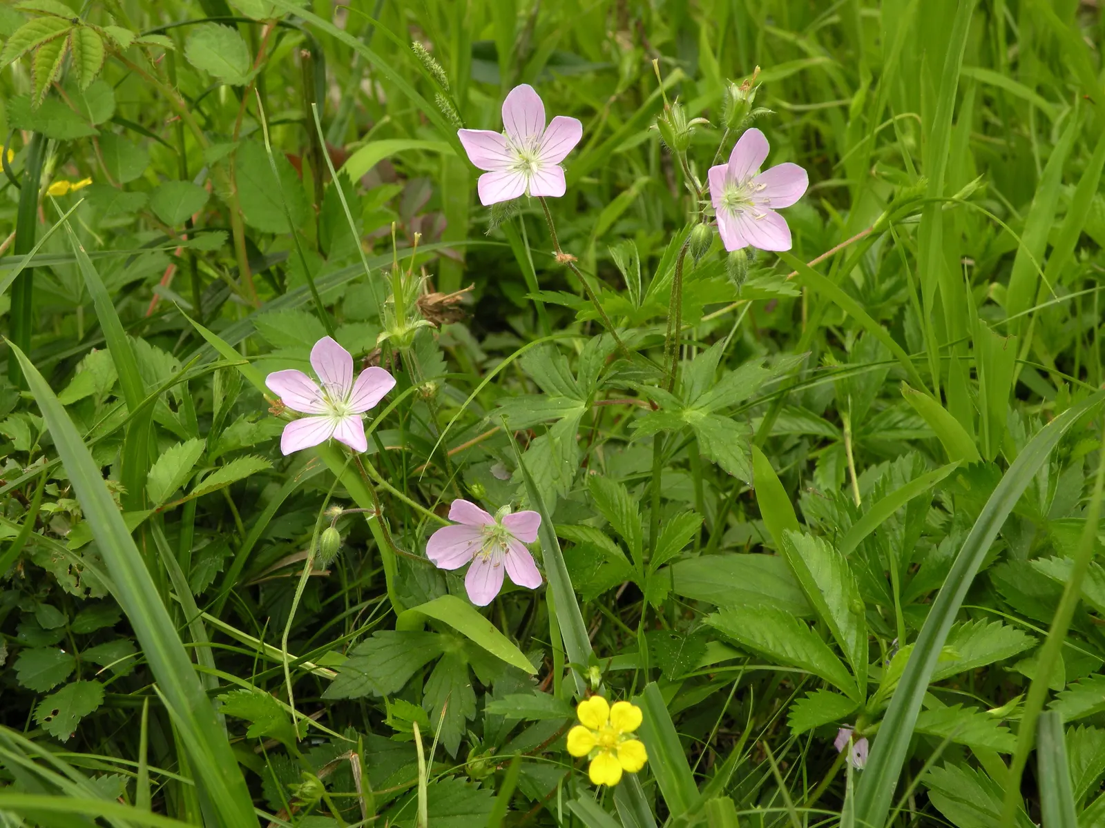 Wild Geranium (Geranium Maculatum) — ranging in hue from soft lavender to vivacious pink; each leaf is marked with distinctive characteristics, image 108