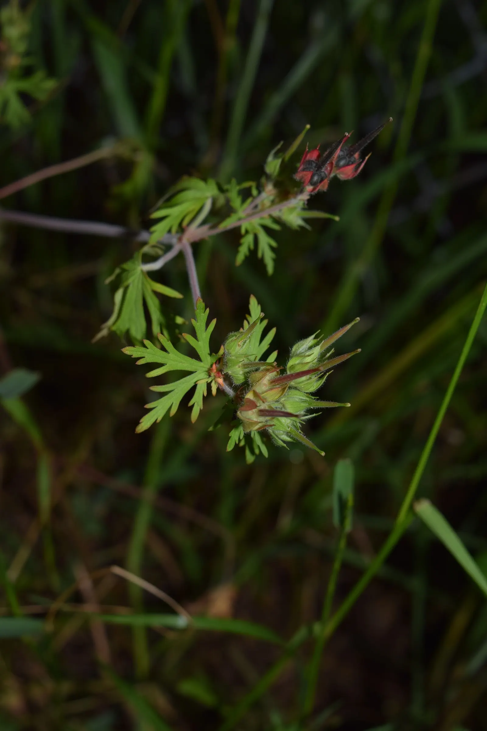 Wild Geranium (Geranium Maculatum) — Its clumping habit and foliage, which turns red in fall, make it an attractive ground cover option; this hardy plant
