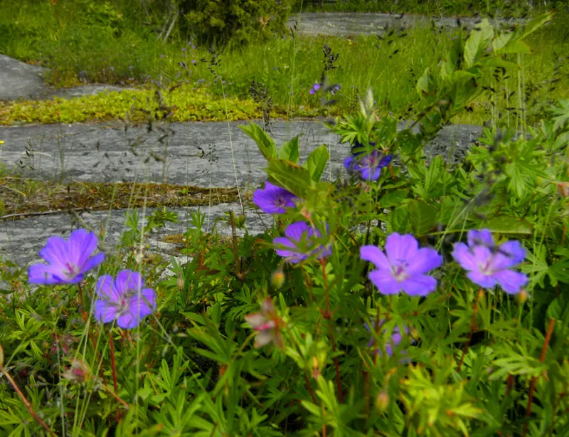 Wild Geranium (Geranium Maculatum) — well-drained soil with an organic layer that imitates its forest floor origins; further enhances its appeal, image 89