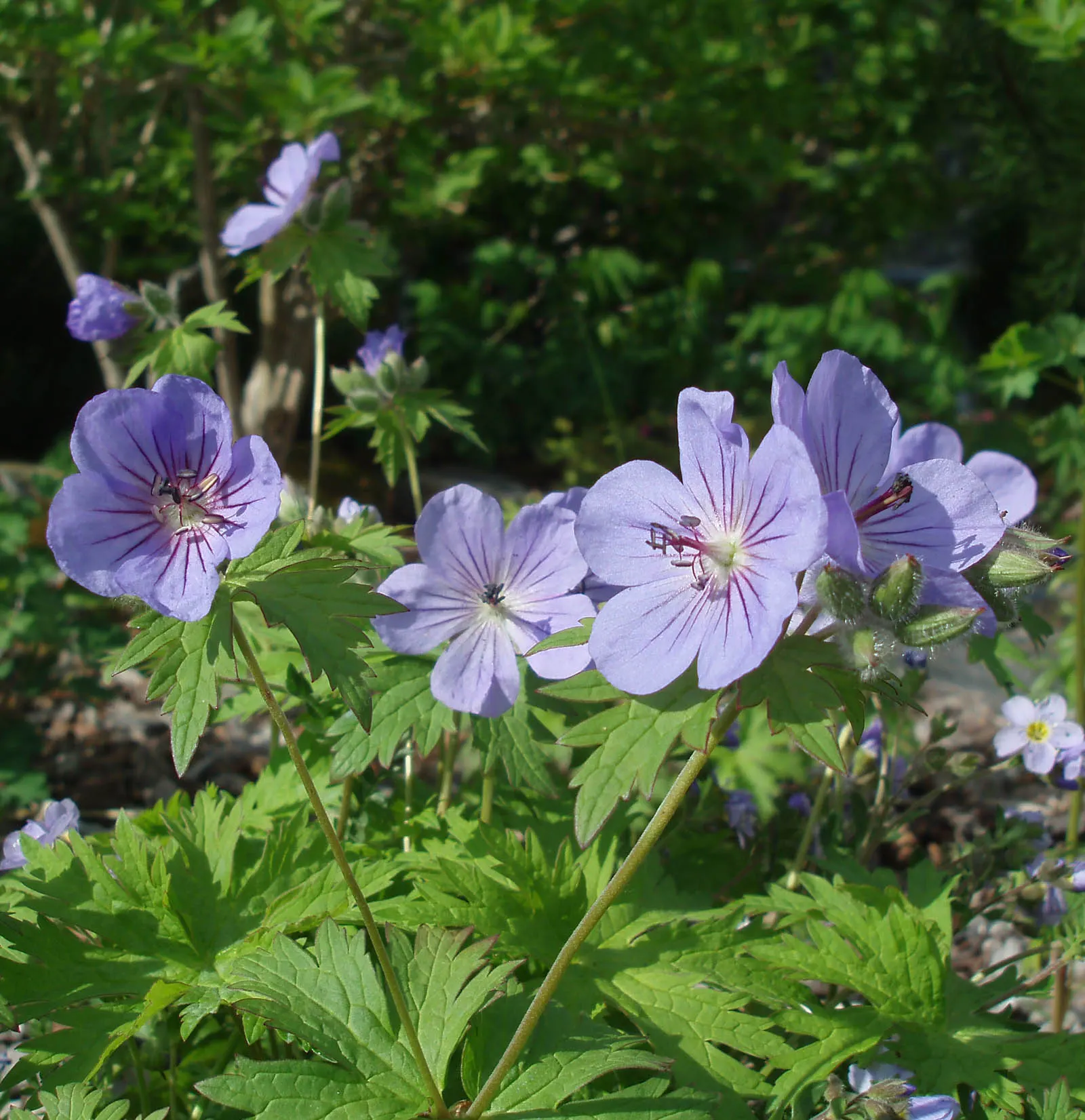 Wild Geranium (Geranium Maculatum) — perennial with pink blooms