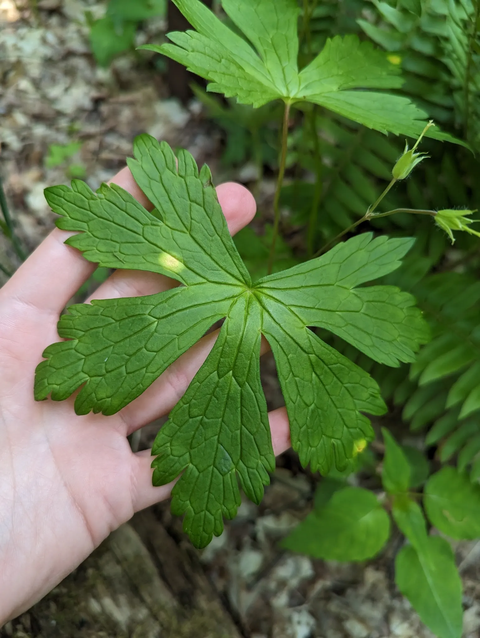 Wild Geranium (Geranium Maculatum) — flourishing in USDA zones 3 through 8; pink flowers in the garden, image 79