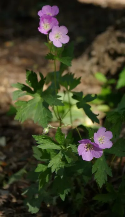Wild Geranium (Geranium Maculatum) — It boasts distinctive 1.5-inch-wide lavender-pink flowers in spring and palmately lobed leaves; geranium, image 98