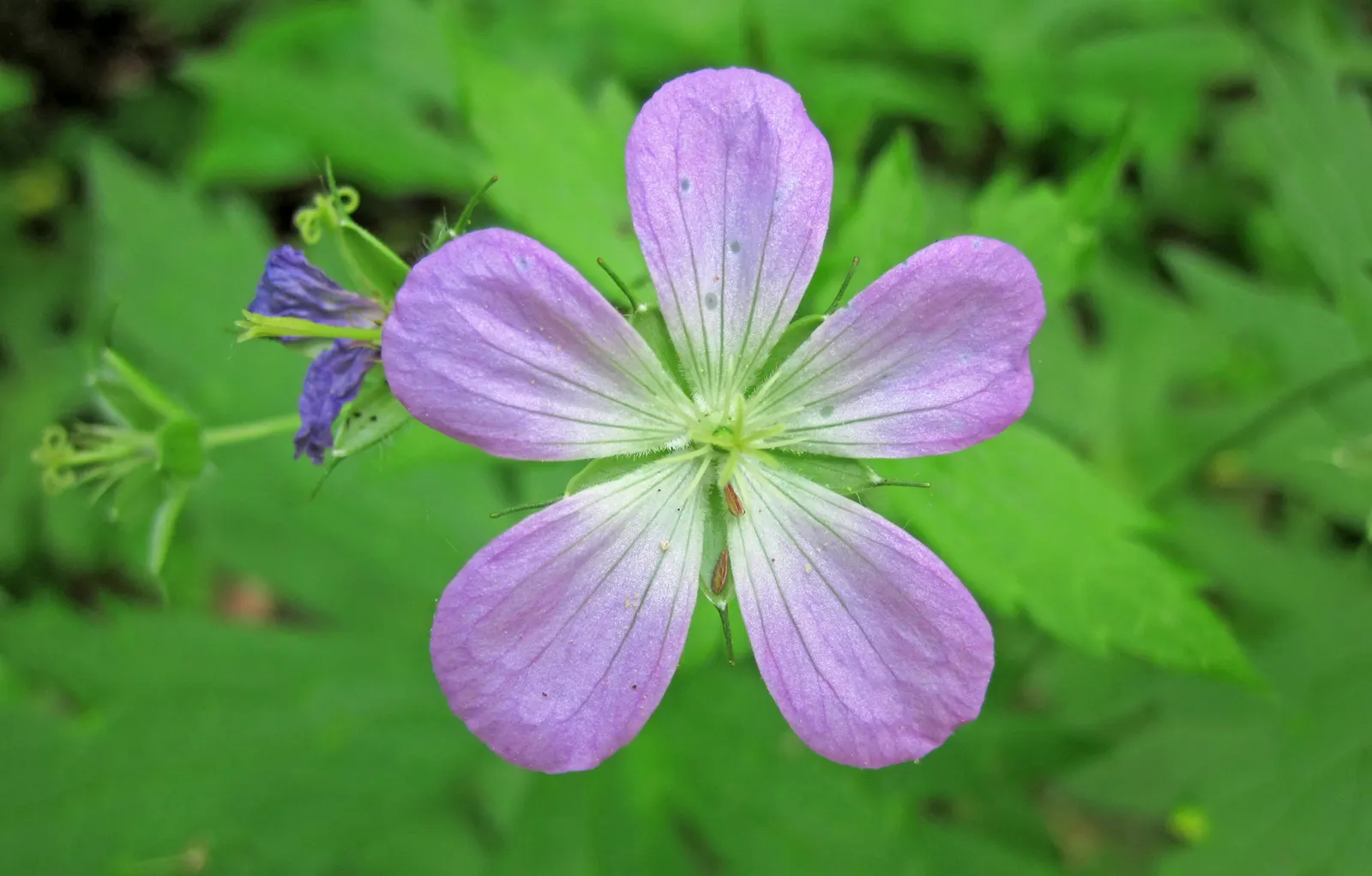 Wild Geranium (Geranium Maculatum) — It boasts distinctive 1.5-inch-wide lavender-pink flowers in spring and palmately lobed leaves