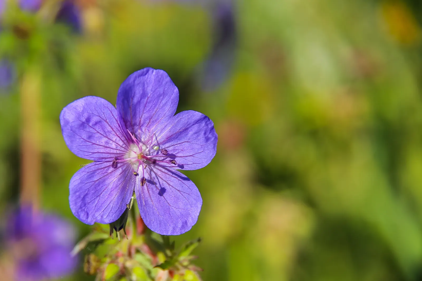 Wild Geranium (Geranium Maculatum) — further enhances its appeal; well-drained soil with an organic layer that imitates its forest floor origins
