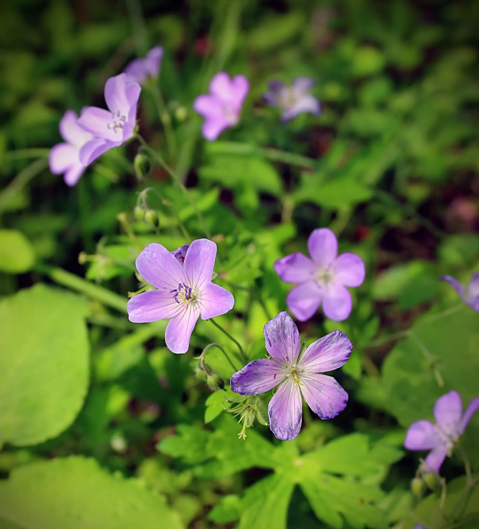 Wild Geranium (Geranium Maculatum) — is a charming perennial native to the eastern North American woodlands