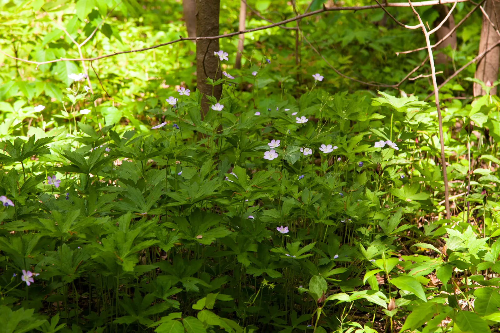 Wild Geranium (Geranium Maculatum) — pink flowers in the garden; flourishing in USDA zones 3 through 8, image 118