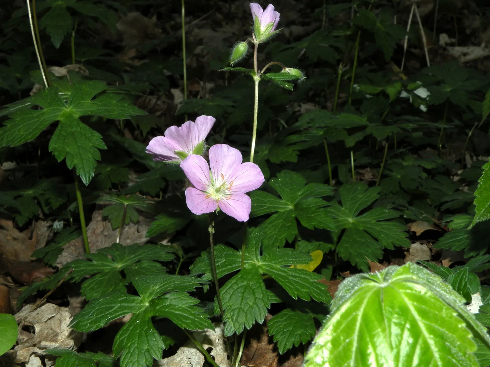 Wild Geranium (Geranium Maculatum) — Despite these preferences