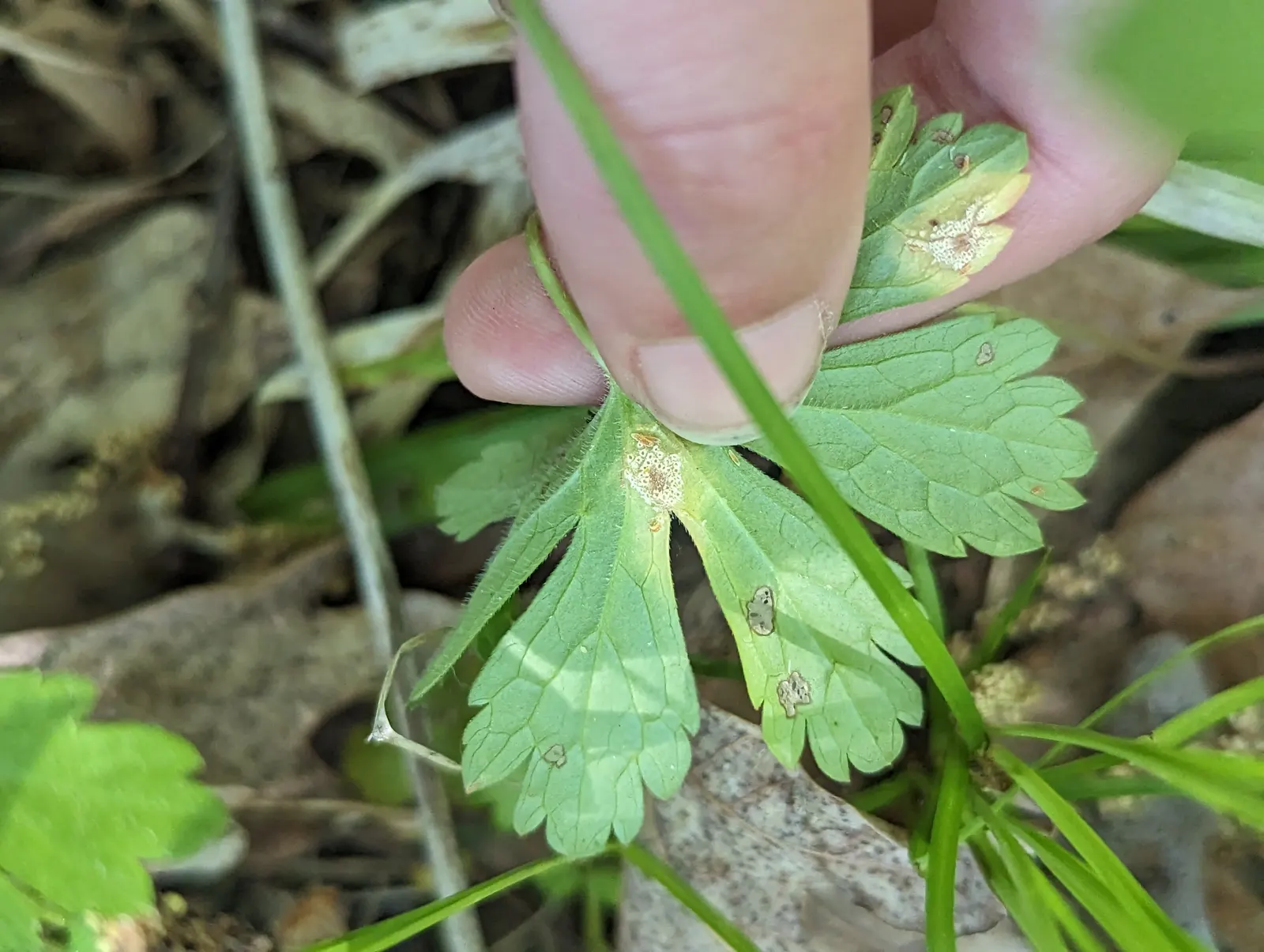 Wild Geranium (Geranium Maculatum) — Geranium maculatum is an attractive; perennial for full or half