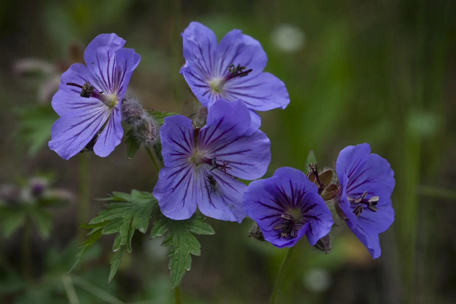 Wild Geranium (Geranium Maculatum) — pink flowers in the garden; flourishing in USDA zones 3 through 8, image 94