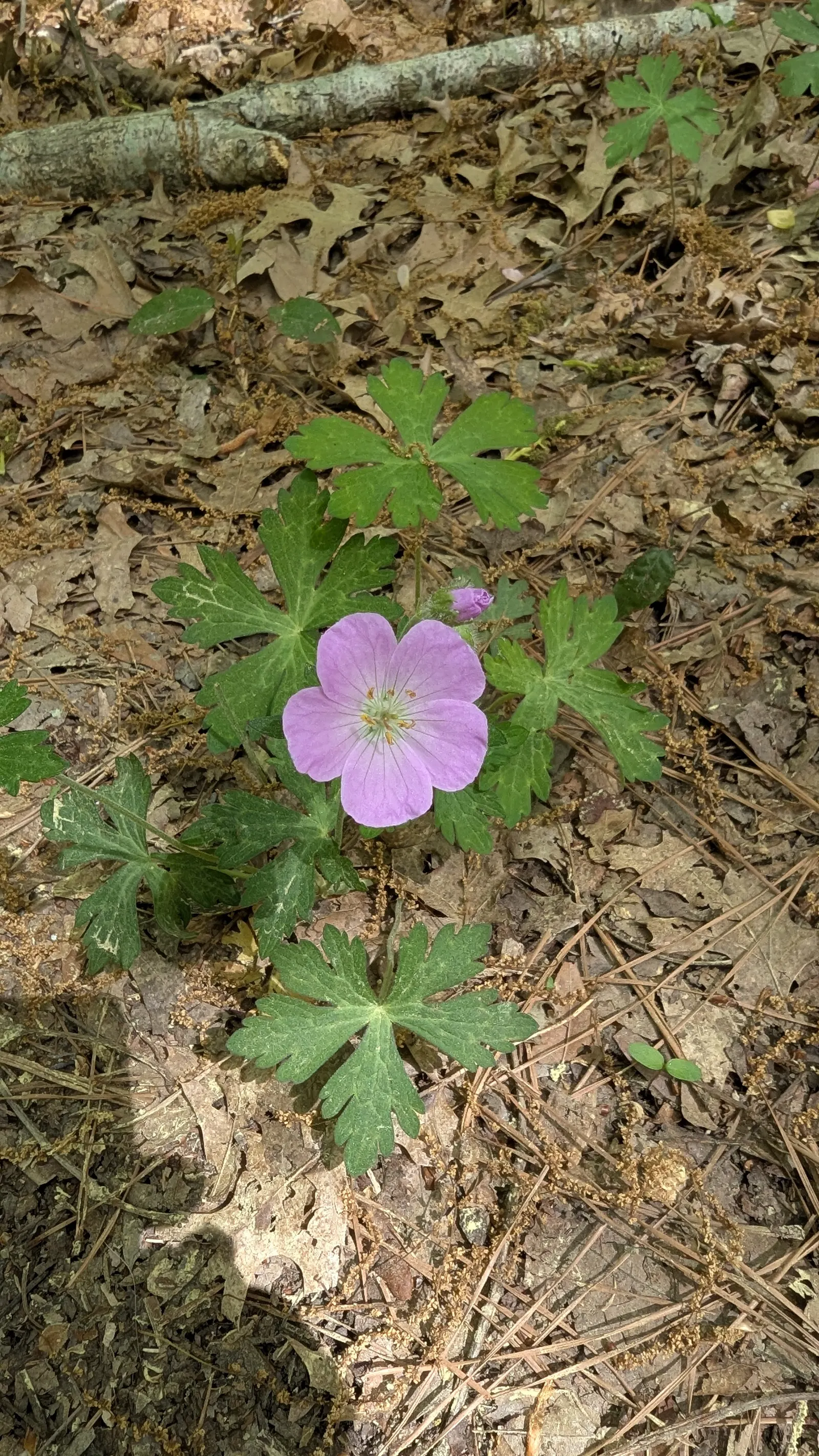 Wild Geranium (Geranium Maculatum) — hence the species' epithet.<br><br>Come spring; it also exhibits considerable drought tolerance once, image 58