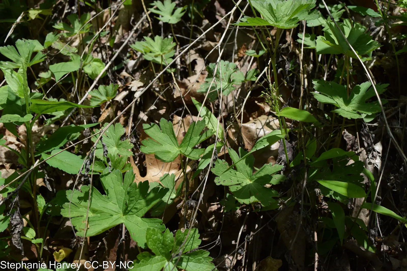 Wild Geranium (Geranium Maculatum) — This North American native thrives in USDA zones 3-8; despite these preferences