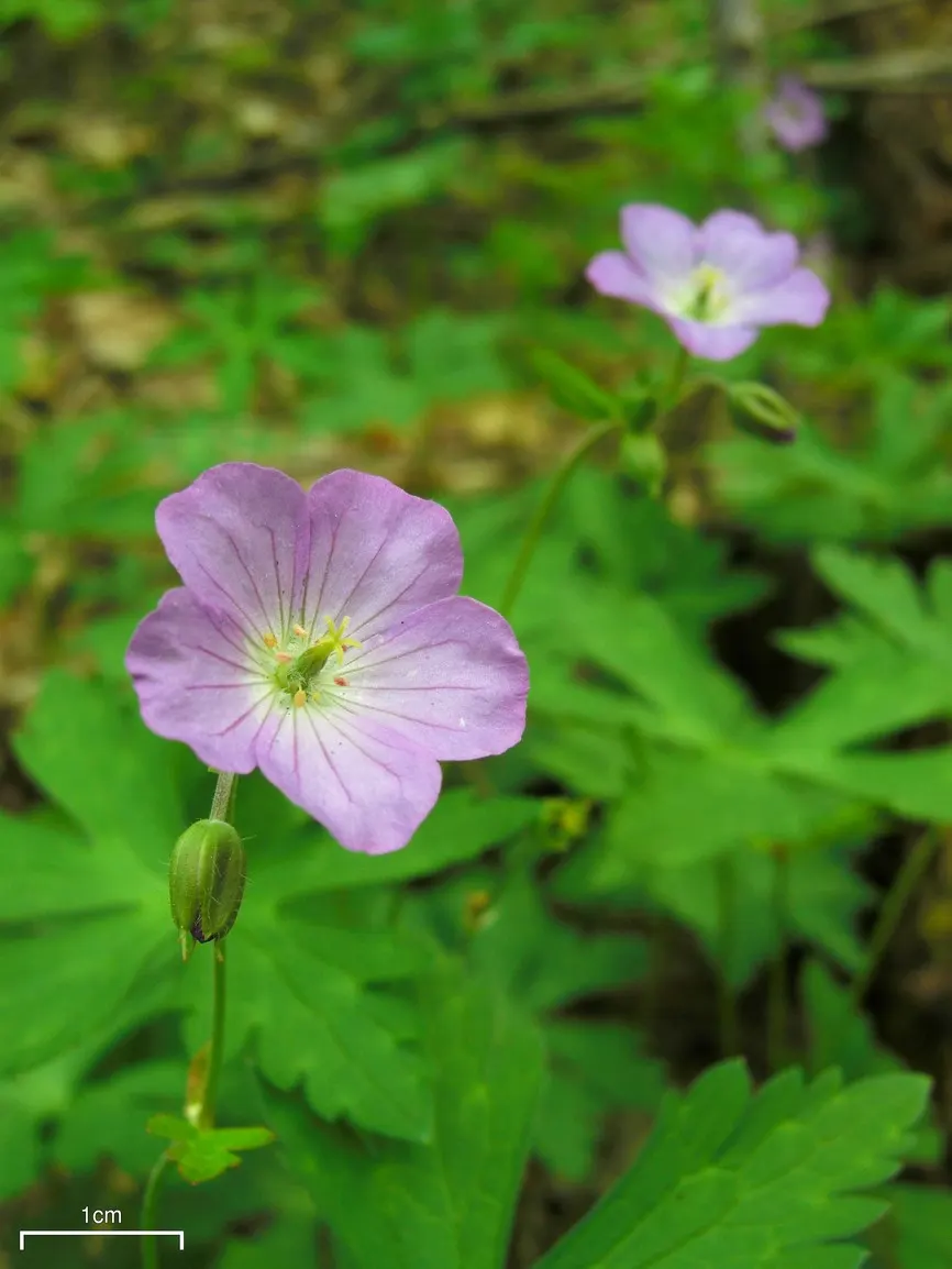 Wild Geranium (Geranium Maculatum) — Geranium maculatum steals the show with a profusion of delicate blooms; it boasts distinctive 1.5-inch-wide lavender-pink