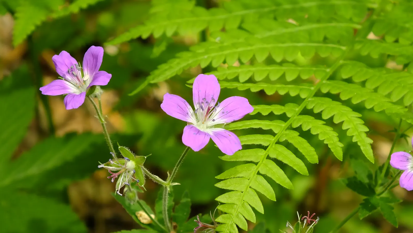 Wild Geranium (Geranium Maculatum) — casual feel to garden beds and borders.<br><br>Thriving best in partial shade; is a charming perennial native, image 63