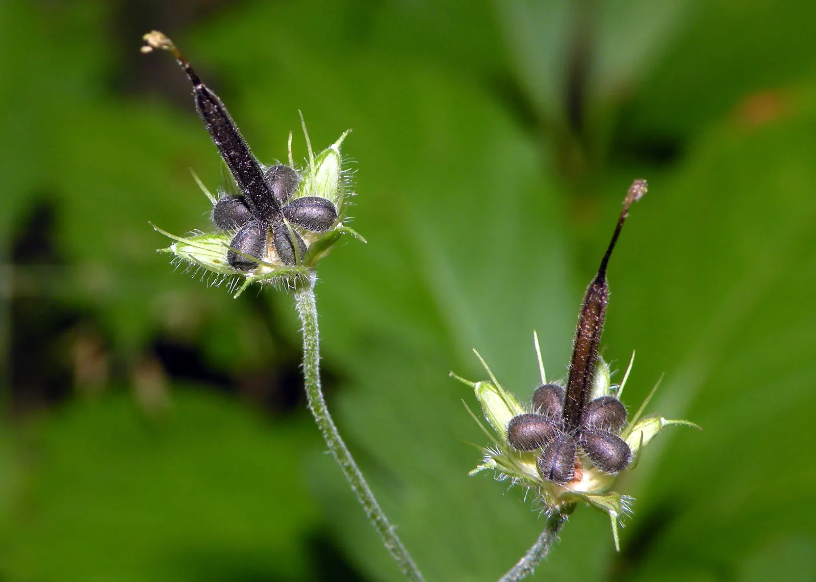 Wild Geranium (Geranium Maculatum) — casual feel to garden beds and borders.<br><br>Thriving best in partial shade; is a charming perennial native, image 87