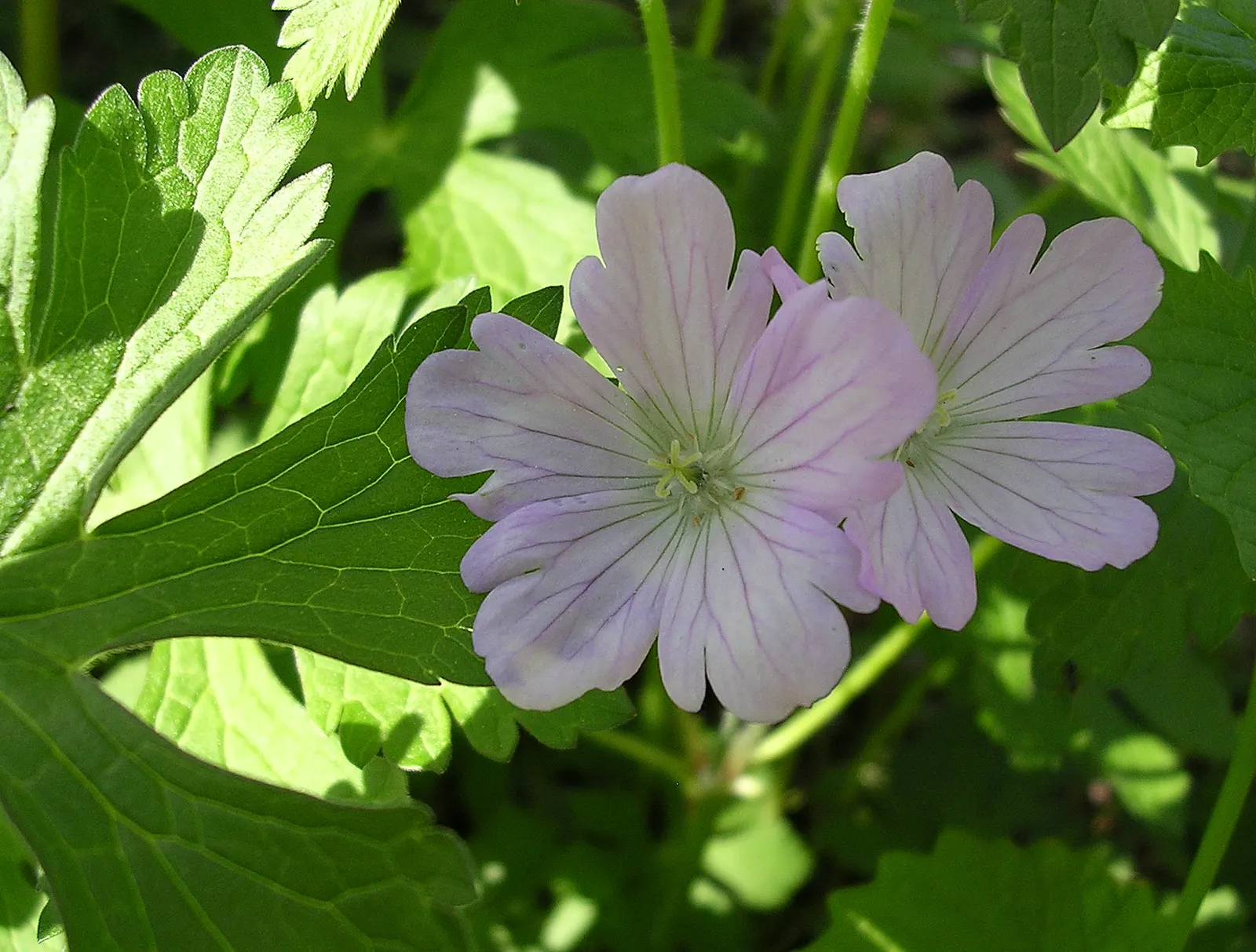 Wild Geranium (Geranium Maculatum) — This hardy plant sports deeply lobed leaves, with a palmate shape that spans roughly 4 to 6 inches across; its, image 104