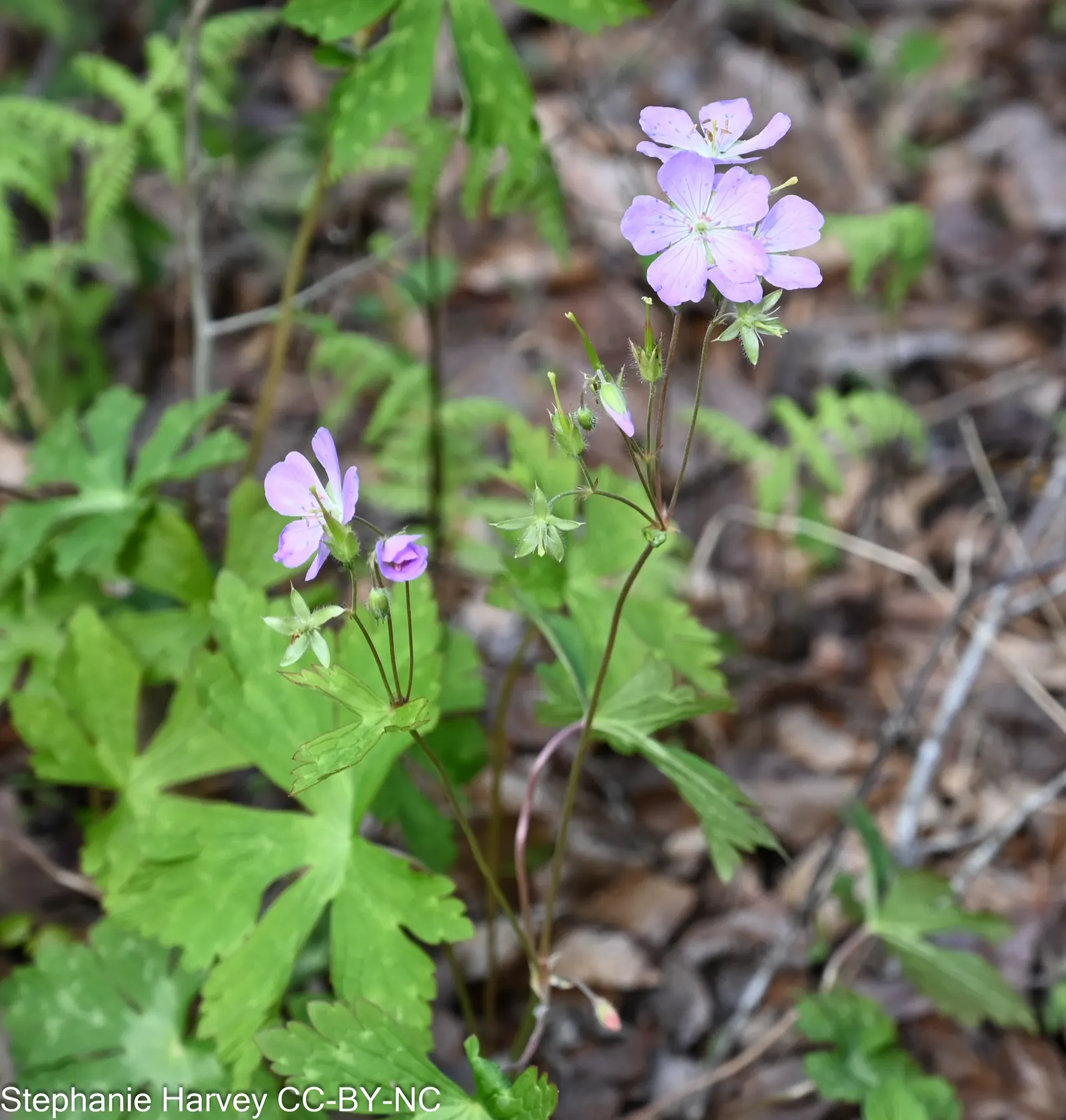Wild Geranium (Geranium Maculatum) — This hardy plant sports deeply lobed leaves, with a palmate shape that spans roughly 4 to 6 inches across; its clumping