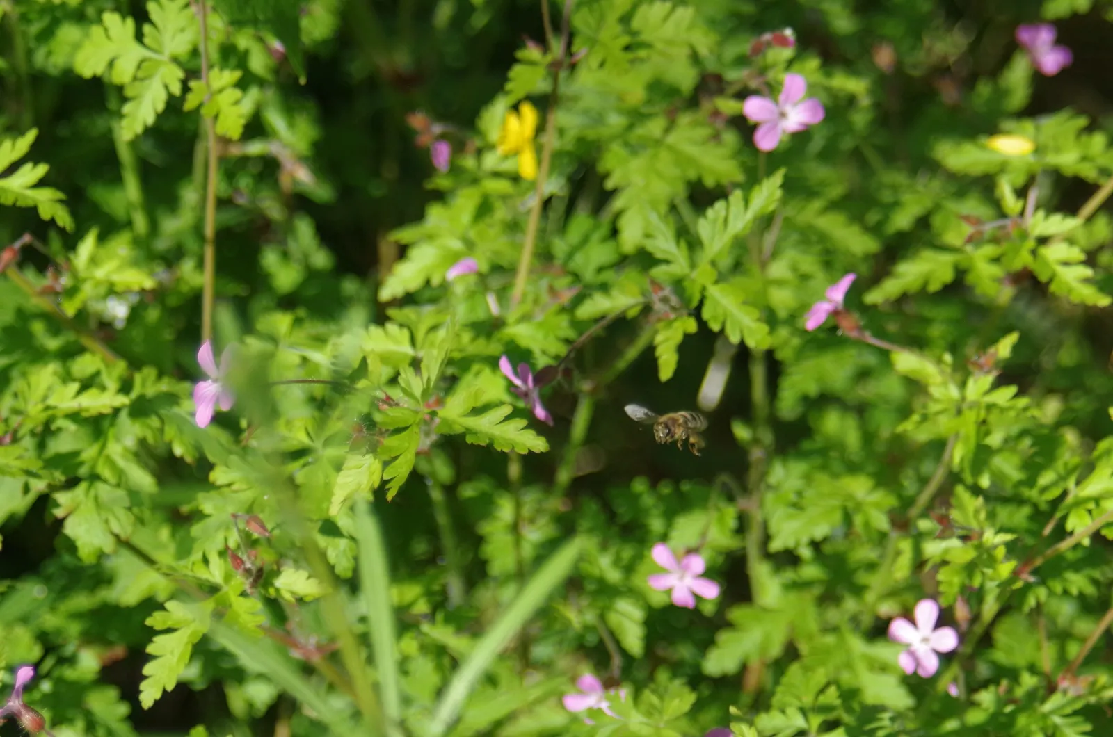 Wild Geranium (Geranium Maculatum) — the Wild Geranium prefers rich; measure between 1 to 1.5 inches across and are borne in loose clusters atop, image 112