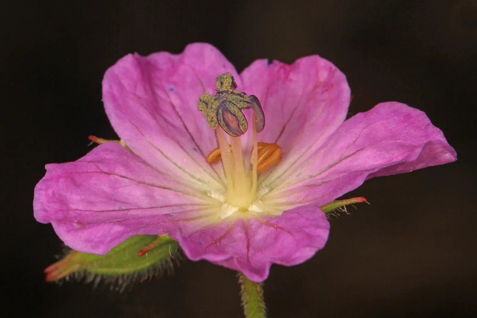 Wild Geranium (Geranium Maculatum) — Geranium maculatum steals the show with a profusion of delicate blooms; it boasts distinctive 1.5-inch-wide, image 107