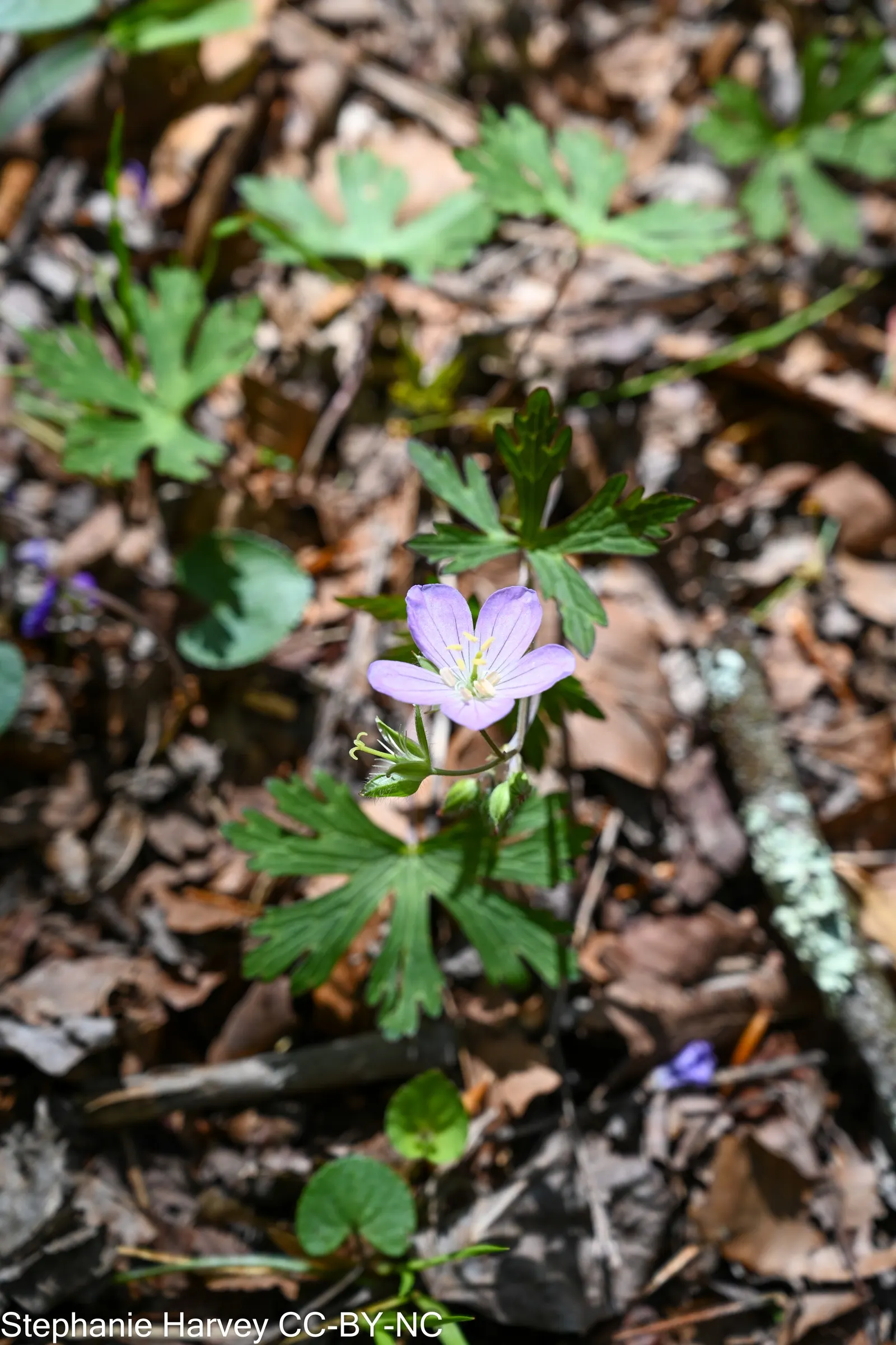 Wild Geranium (Geranium Maculatum) — well-drained soil with an organic layer that imitates its forest floor origins