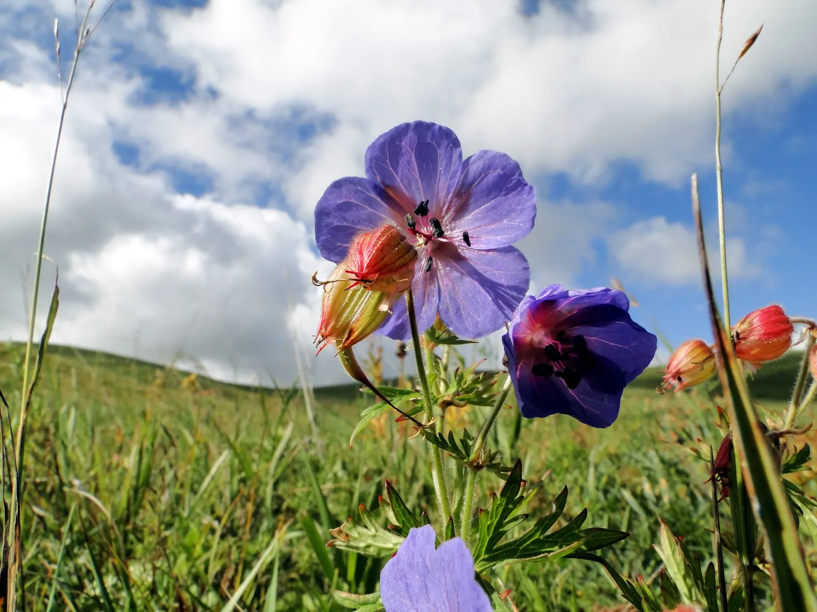 Wild Geranium (Geranium Maculatum) — well-drained soil with an organic layer that imitates its forest floor origins; further enhances its appeal