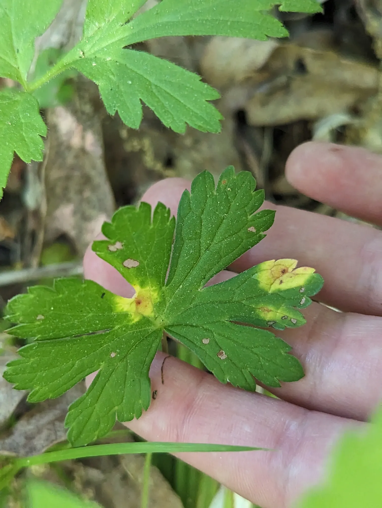 Wild Geranium (Geranium Maculatum) — it also exhibits considerable drought tolerance once established; hence the species' epithet.<br><br>Come spring