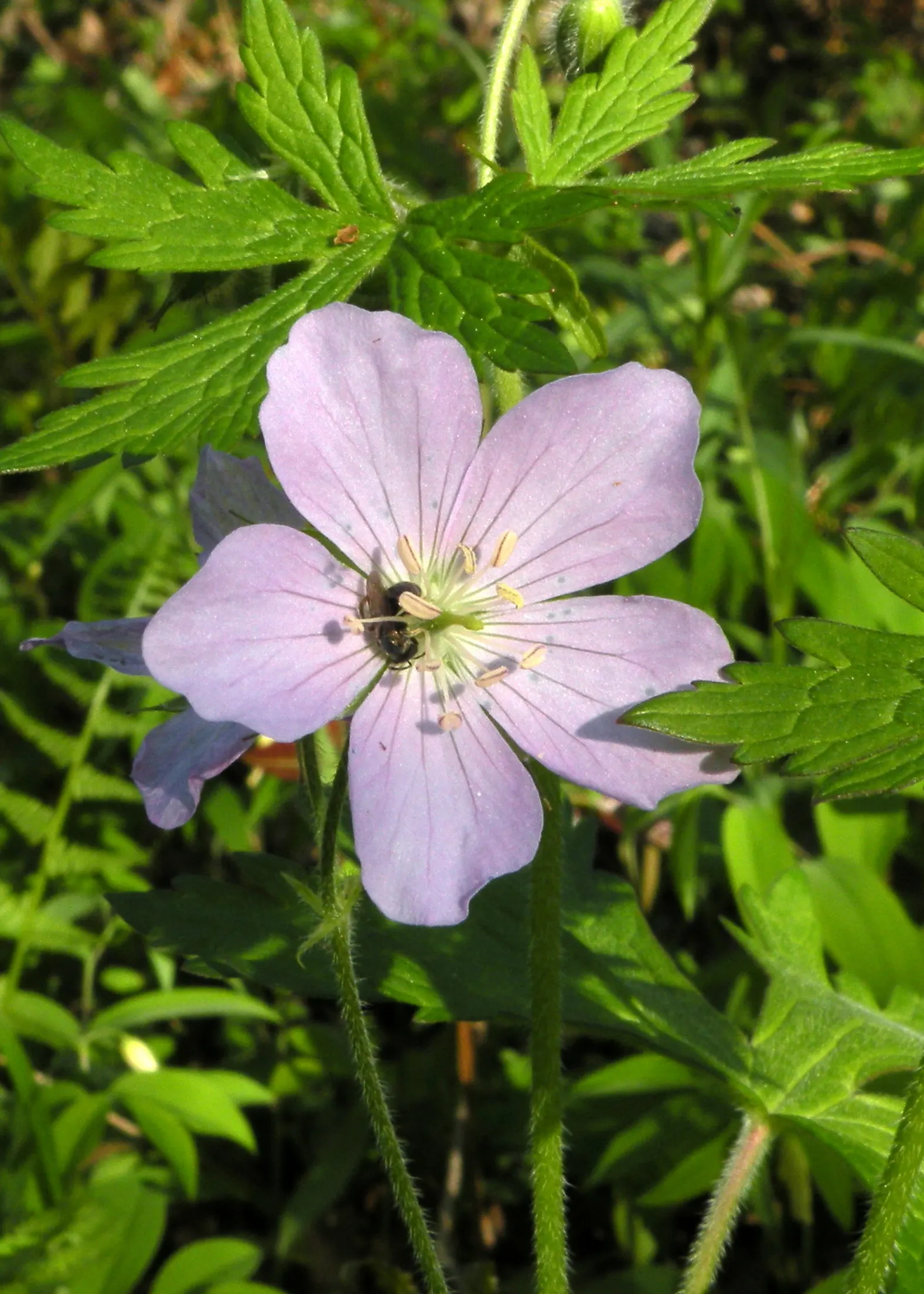 Wild Geranium (Geranium Maculatum) — perennial for full or half