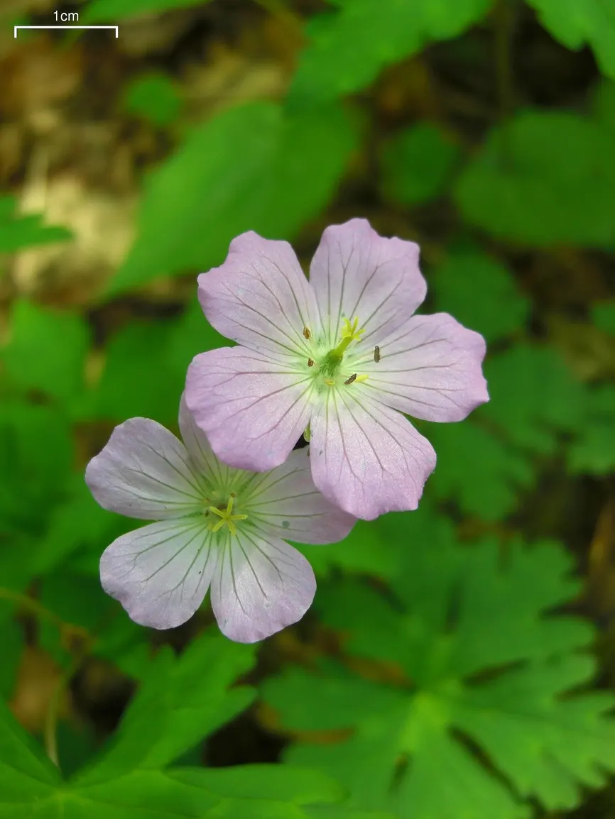 Wild Geranium (Geranium Maculatum) — casual feel to garden beds and borders.<br><br>Thriving best in partial shade; is a charming perennial native to the
