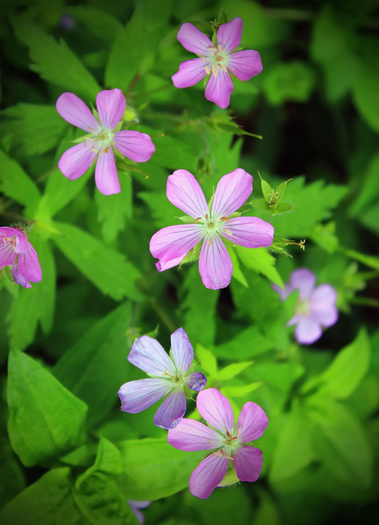 Wild Geranium (Geranium Maculatum) — it also exhibits considerable drought tolerance once established