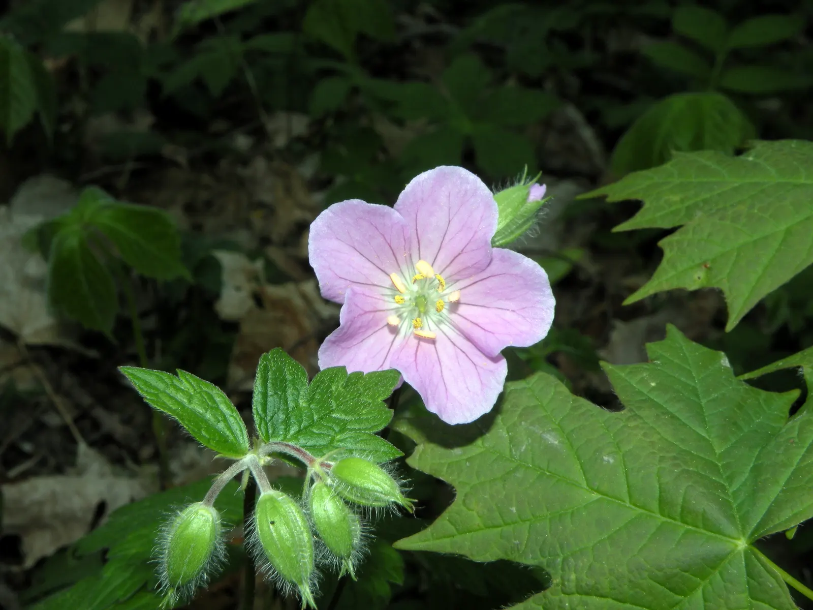 Wild Geranium (Geranium Maculatum) — and can be used for woodland gardens