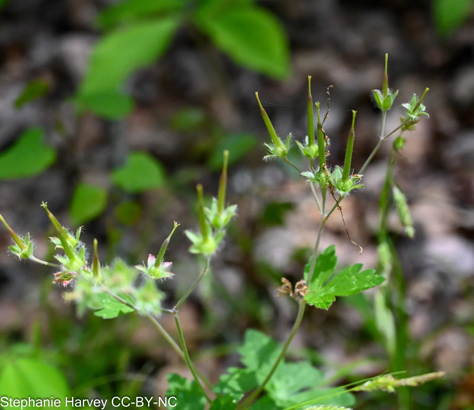 Wild Geranium (Geranium Maculatum) — This hardy plant sports deeply lobed leaves, with a palmate shape that spans roughly 4 to 6 inches across
